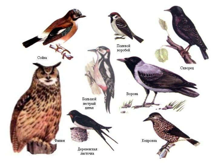 Конспект урока изо тема: изображение животных птиц